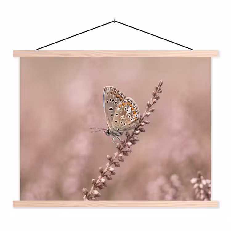 Schoolplaat - Lavendel - Vlinder - Paars — 1