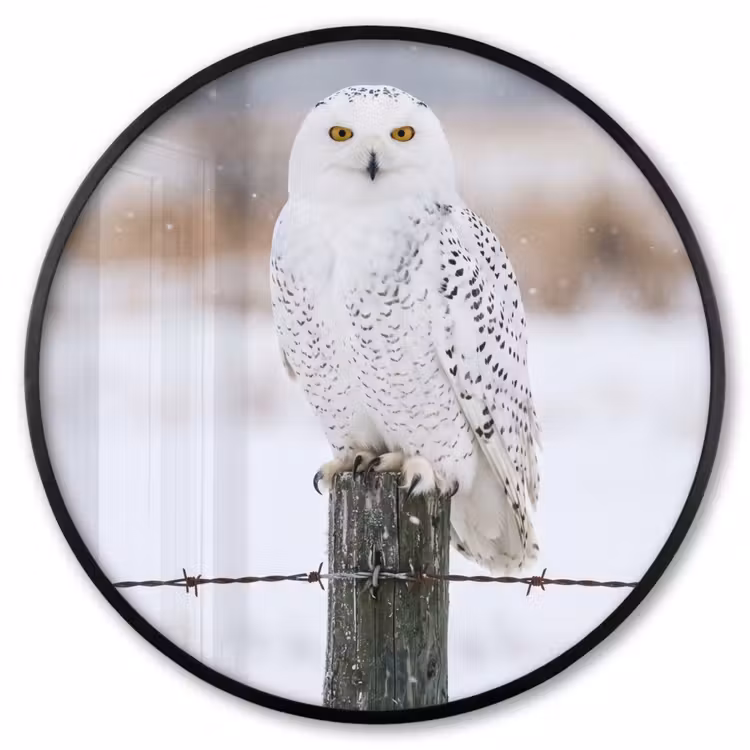 Ronde fotolijst - Sneeuwuil - Hek - Sneeuw - Wit — 1
