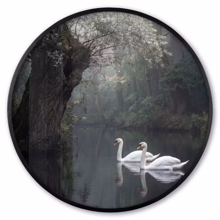 Ronde fotolijst - Zwanen - Rivier - Bos — 1