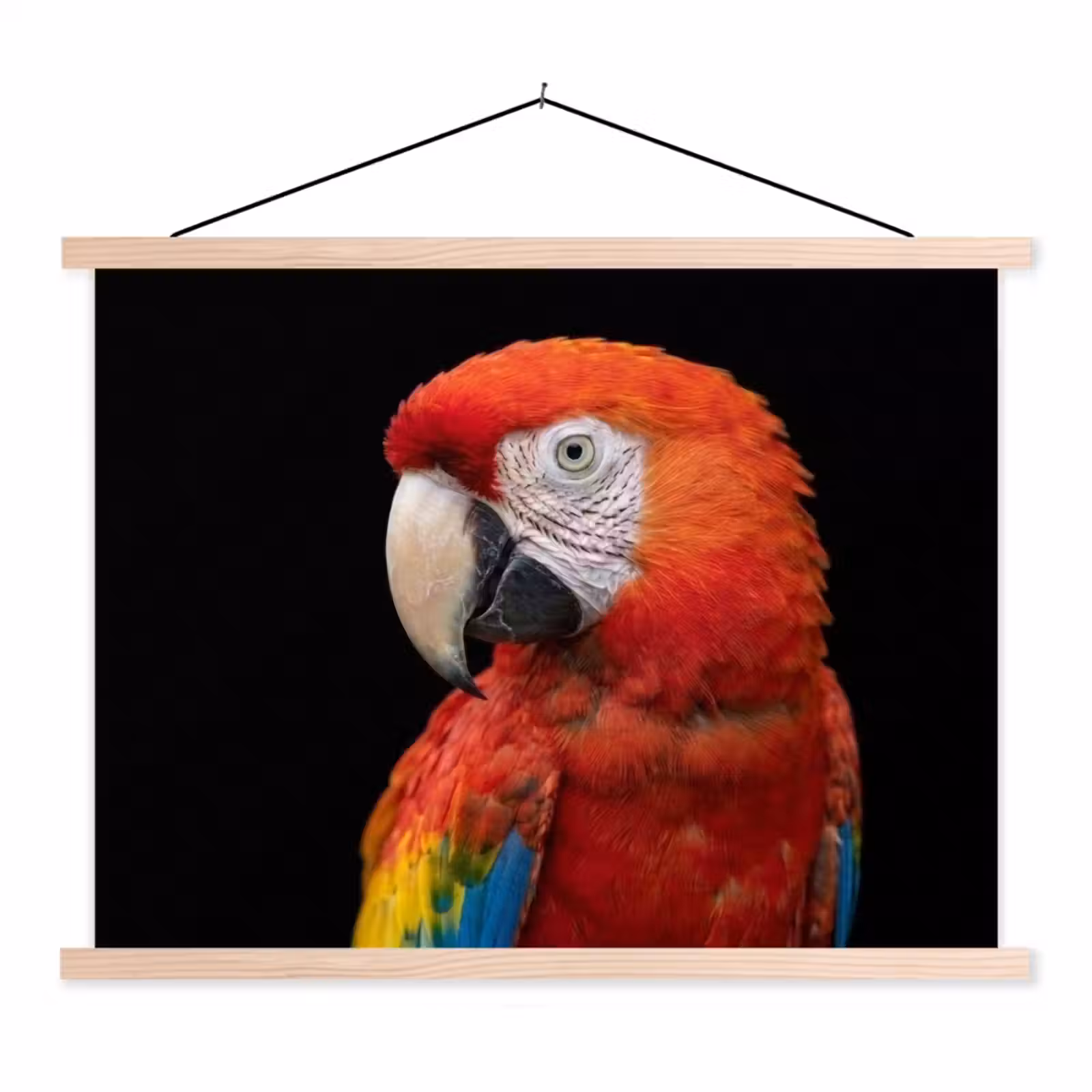 Schoolplaat - Ara - Portret - Rood — 1