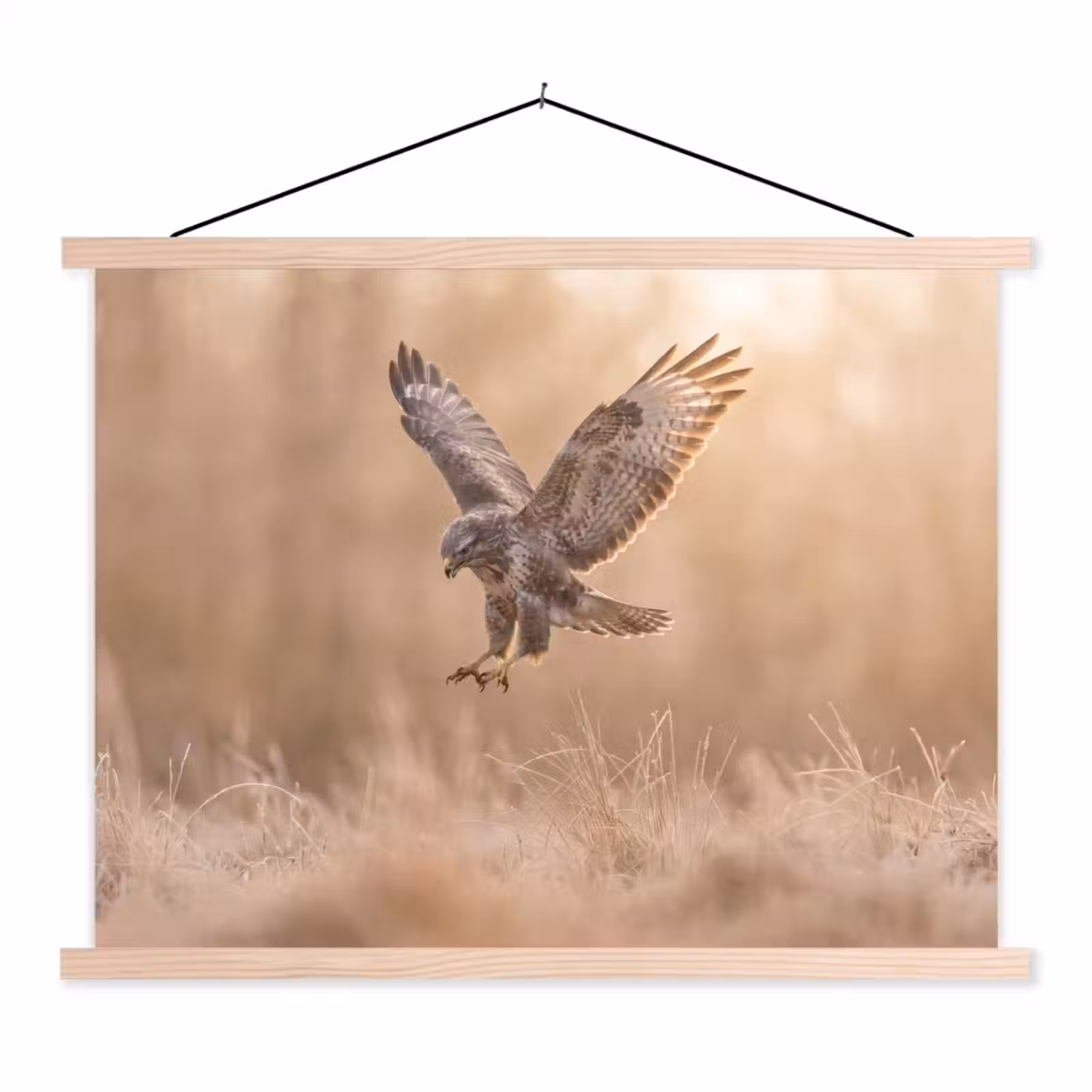 Schoolplaat - Buizerd - Roofvogel - Natuur - Bruin — 1