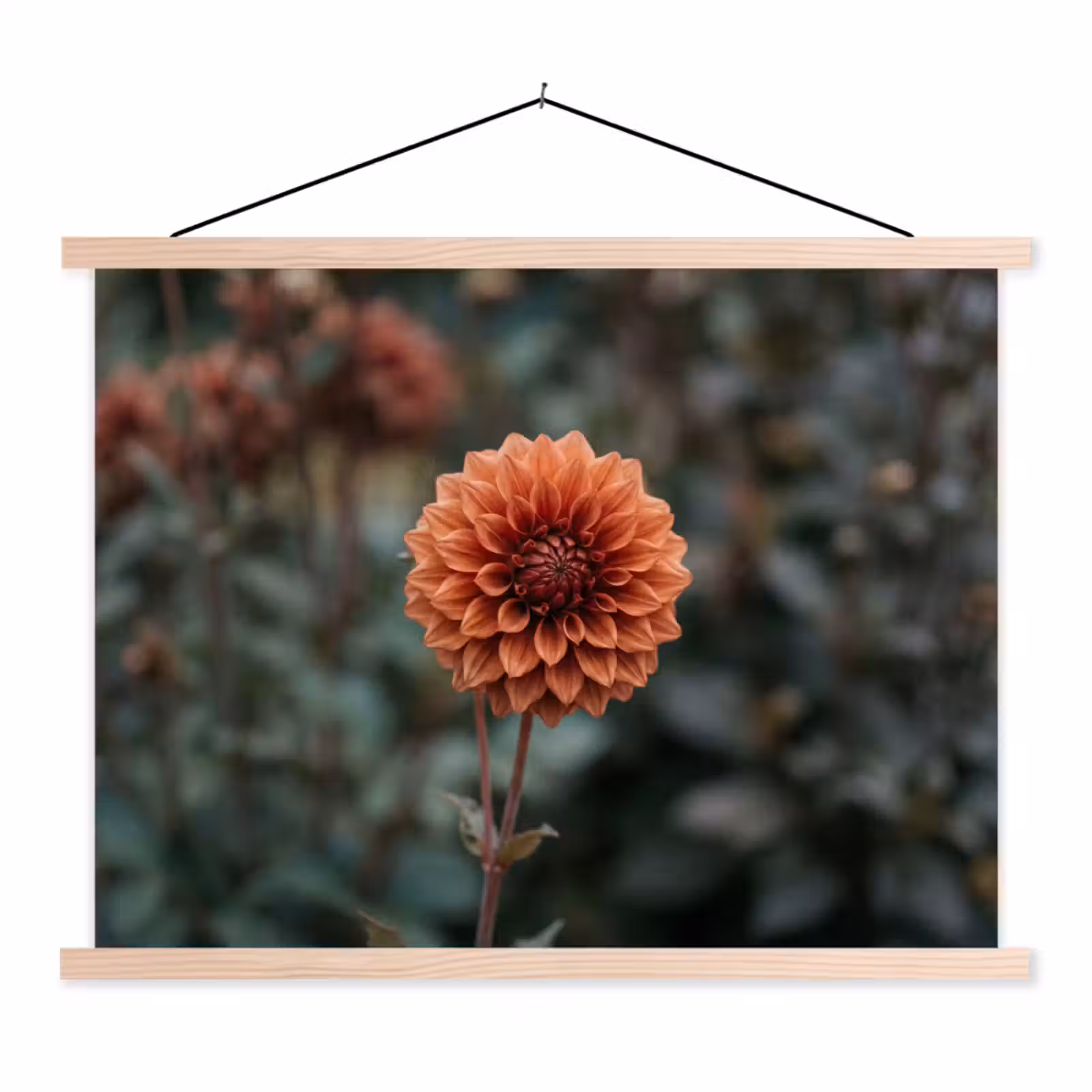 Schoolplaat - Dahlia - Bloem - Natuur - Sfeervol — 1