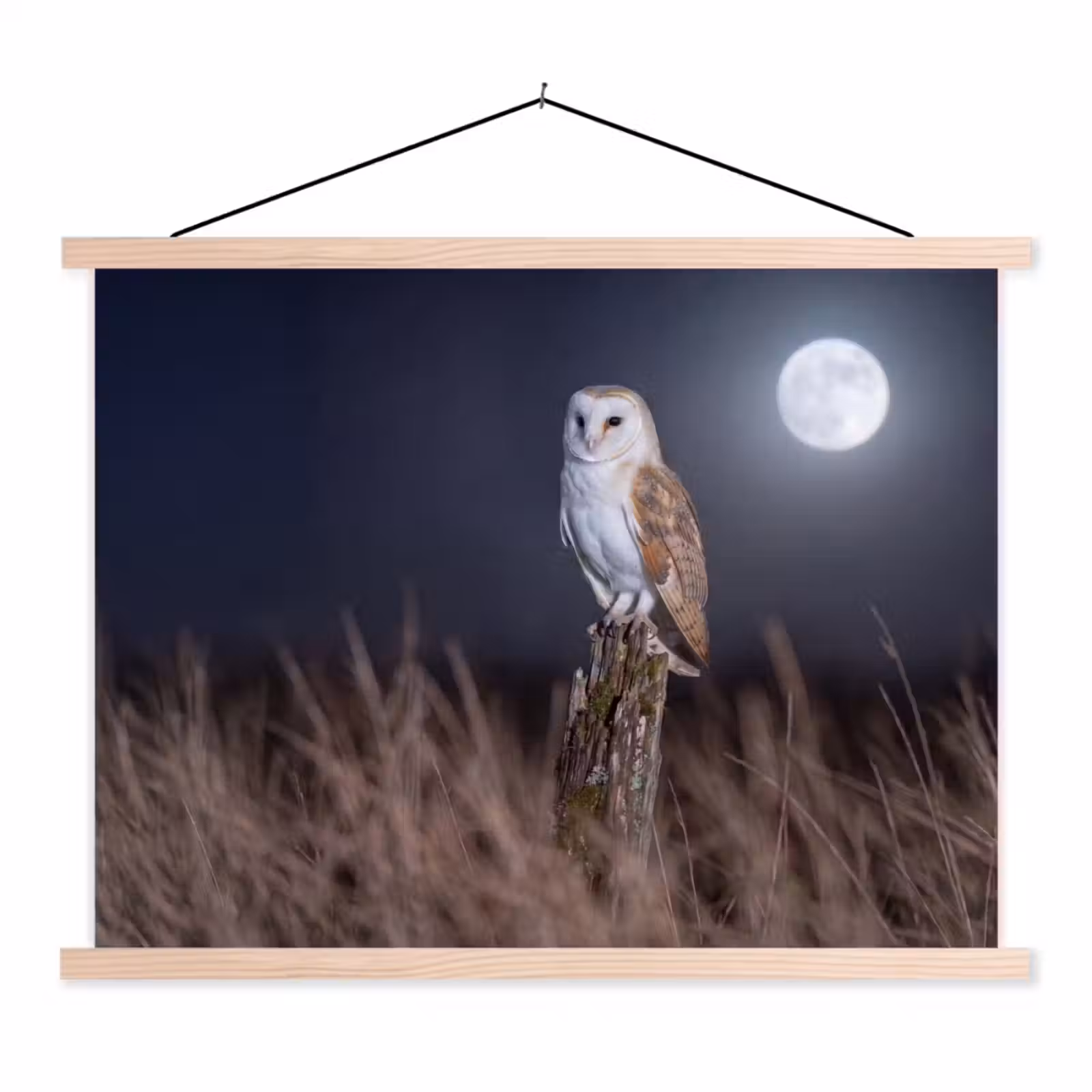 Schoolplaat - Kerkuil - Maan - Nacht — 1