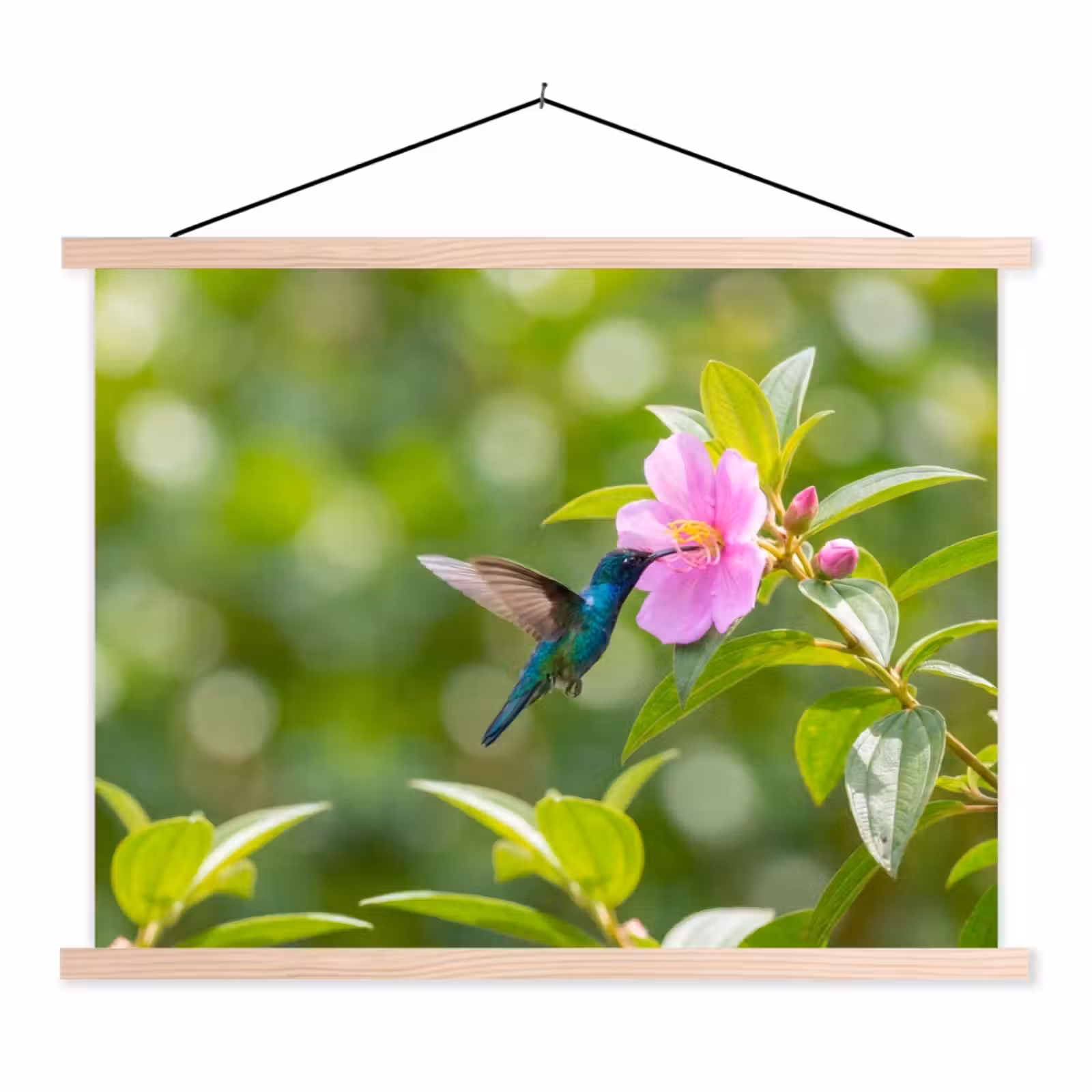 Schoolplaat - Kolibrie - Bloem - Natuur - Groen — 1