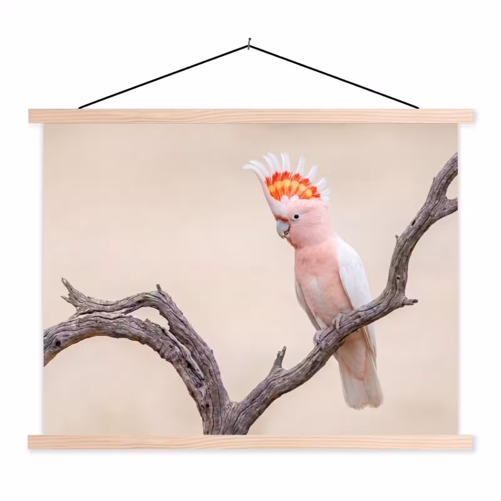 Schoolplaat - Papagaai - Tak - Roze — 1