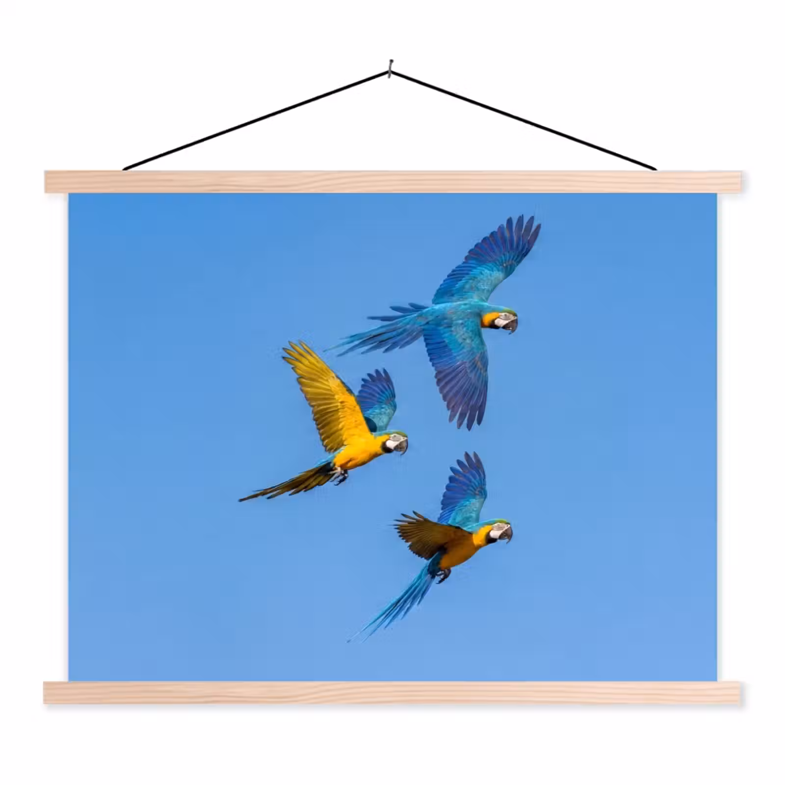Schoolplaat - Papagaai - Vliegen - Blauw - Geel — 1