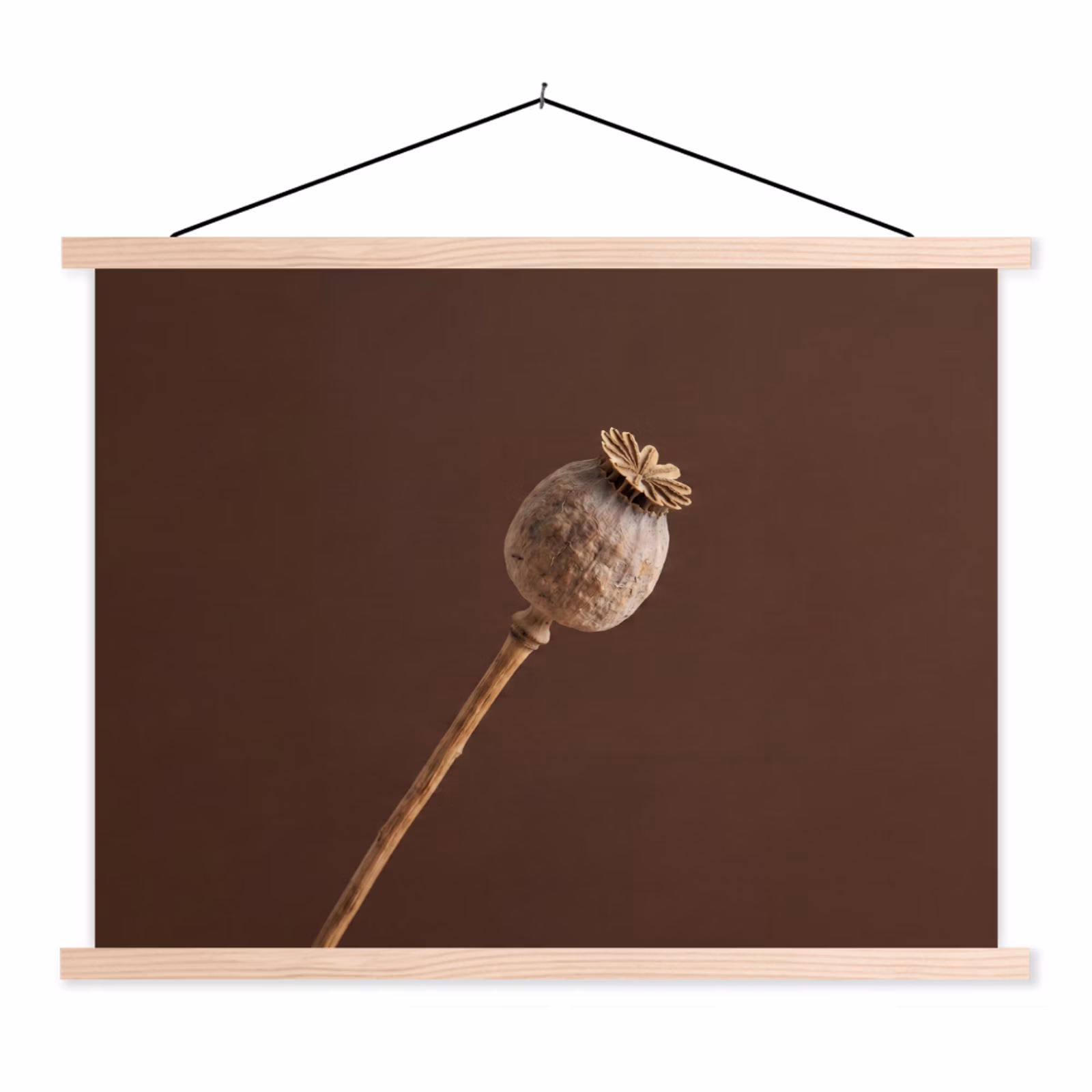 Schoolplaat - Papaverbol - Droogbloem - Bruin - Minimalistisch — 1