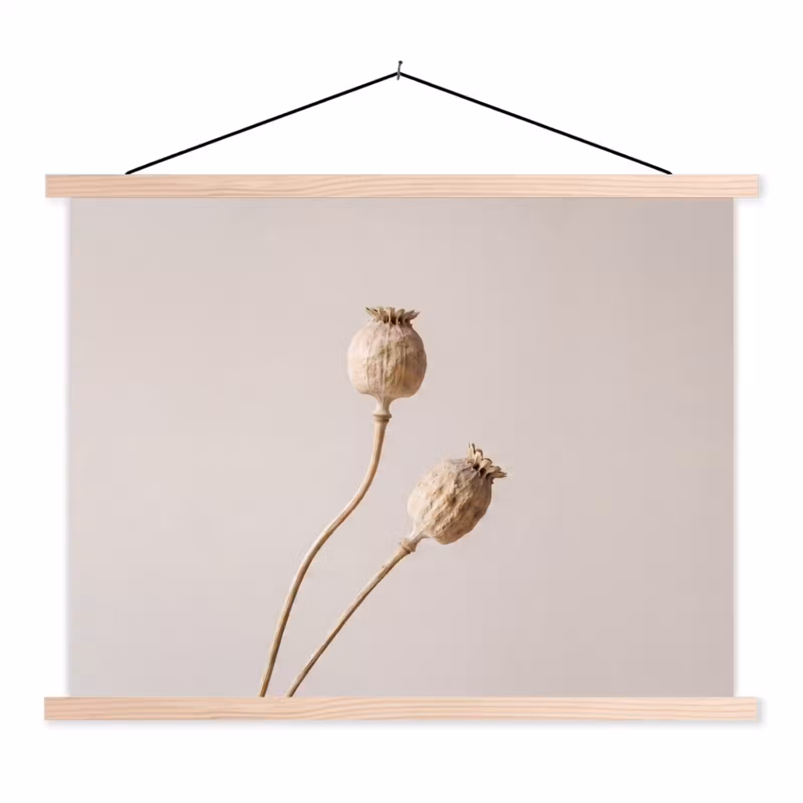 Schoolplaat - Papaverbollen - Droogbloemen - Minimalistisch - Beige - Rustig — 1