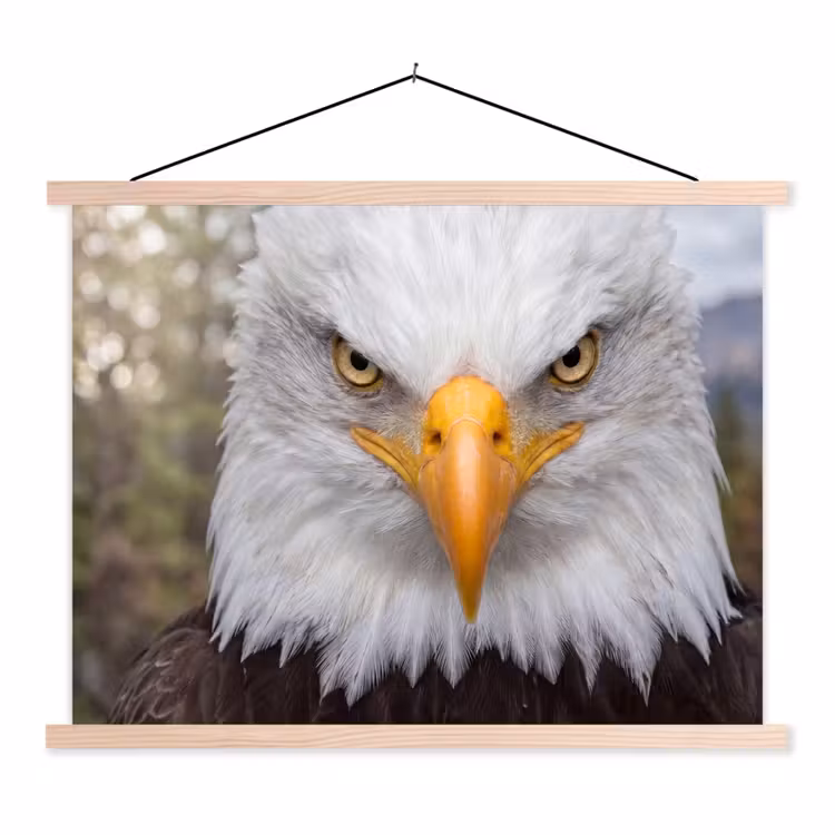 Schoolplaat - Amerikaans - Zeearend - Portret - Geel — 1