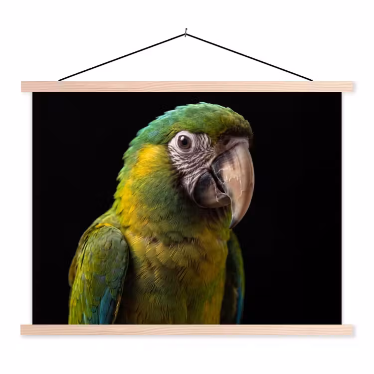 Schoolplaat - Ara - Portret - Groen — 1