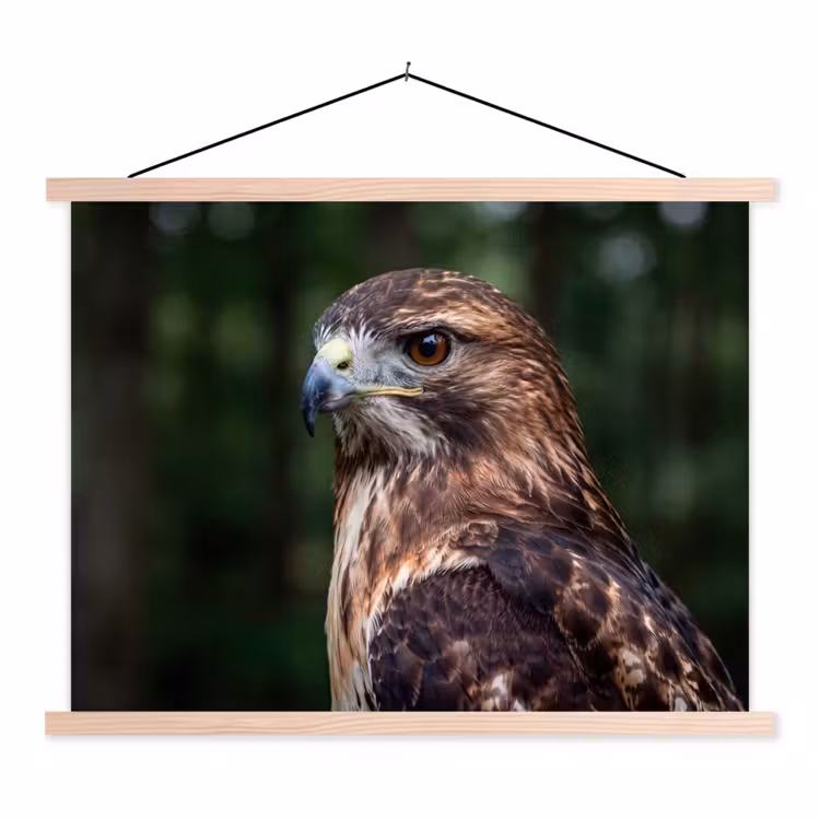 Schoolplaat - Buizerd - Roofvogel - Natuur - Bruin — 1