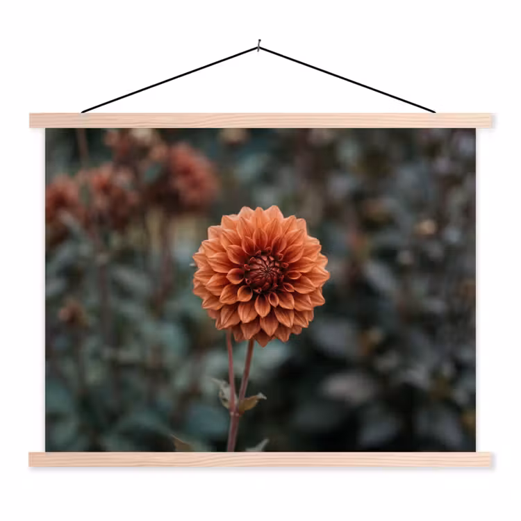Schoolplaat - Dahlia - Bloem - Natuur - Sfeervol — 1