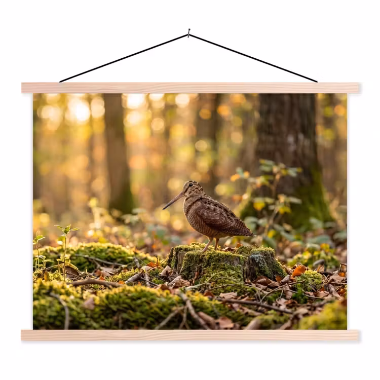 Schoolplaat - Houtsnip - Bos - Bladeren - Herfst - Gecamoufleerd — 1