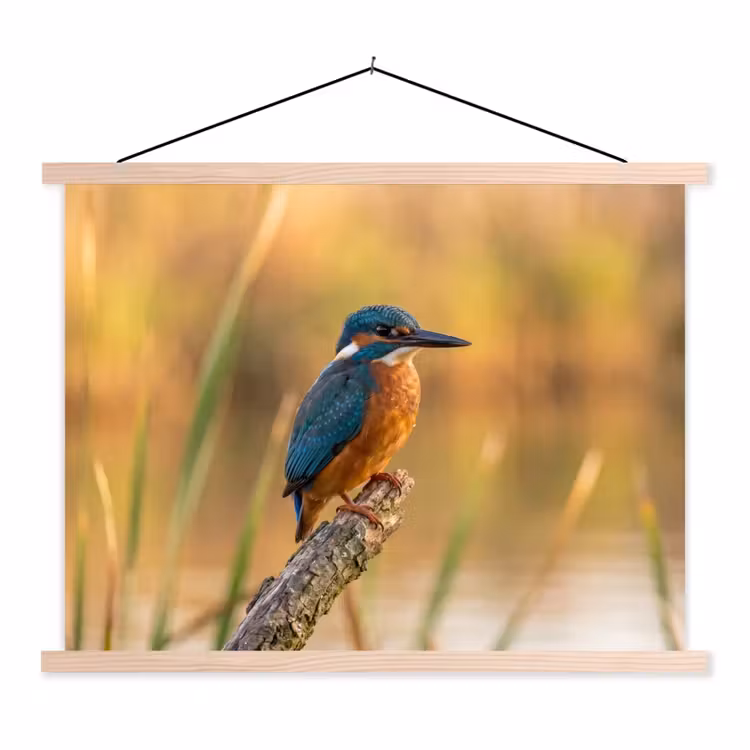 Schoolplaat - IJsvogel - Tak - Water - Kleurrijk - Levendig — 1