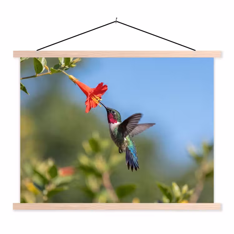 Schoolplaat - Kolibrie - Bloem - Natuur - Groen — 1