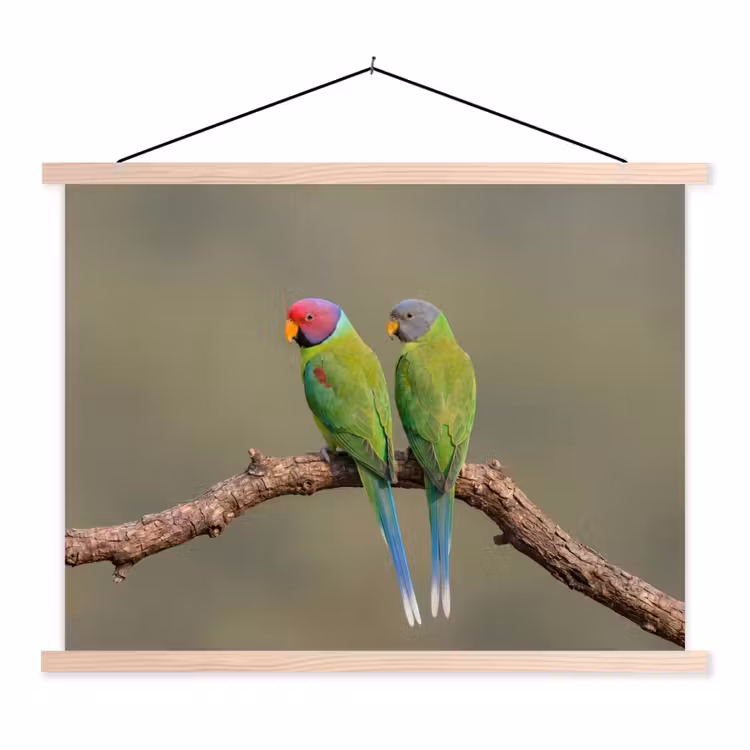 Schoolplaat - Papagaai - Tak - Natuur - Kleurrijk — 1