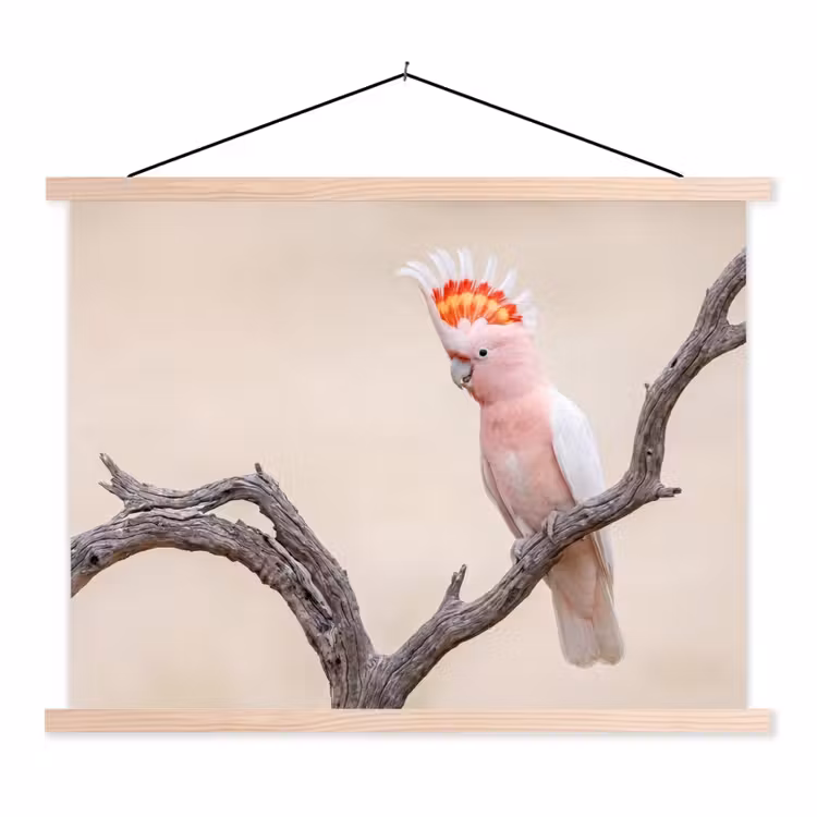 Schoolplaat - Papagaai - Tak - Roze — 1