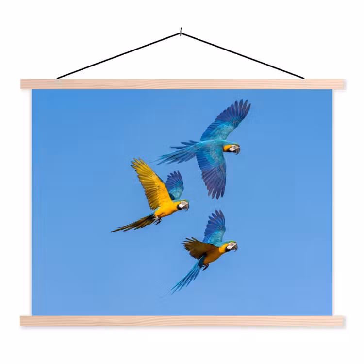 Schoolplaat - Papagaai - Vliegen - Blauw - Geel — 1