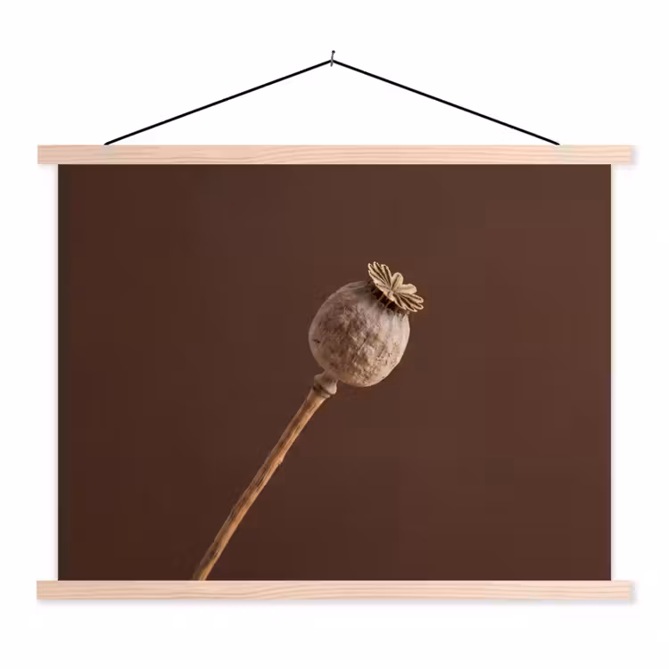 Schoolplaat - Papaverbol - Droogbloem - Bruin - Minimalistisch — 1