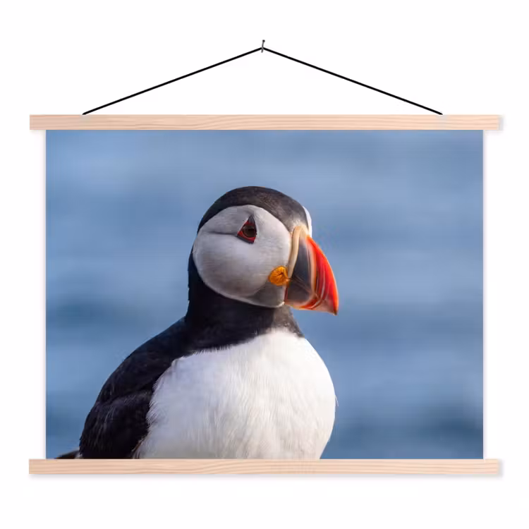 Schoolplaat - Papegaaiduiker - Portret - Natuur — 1