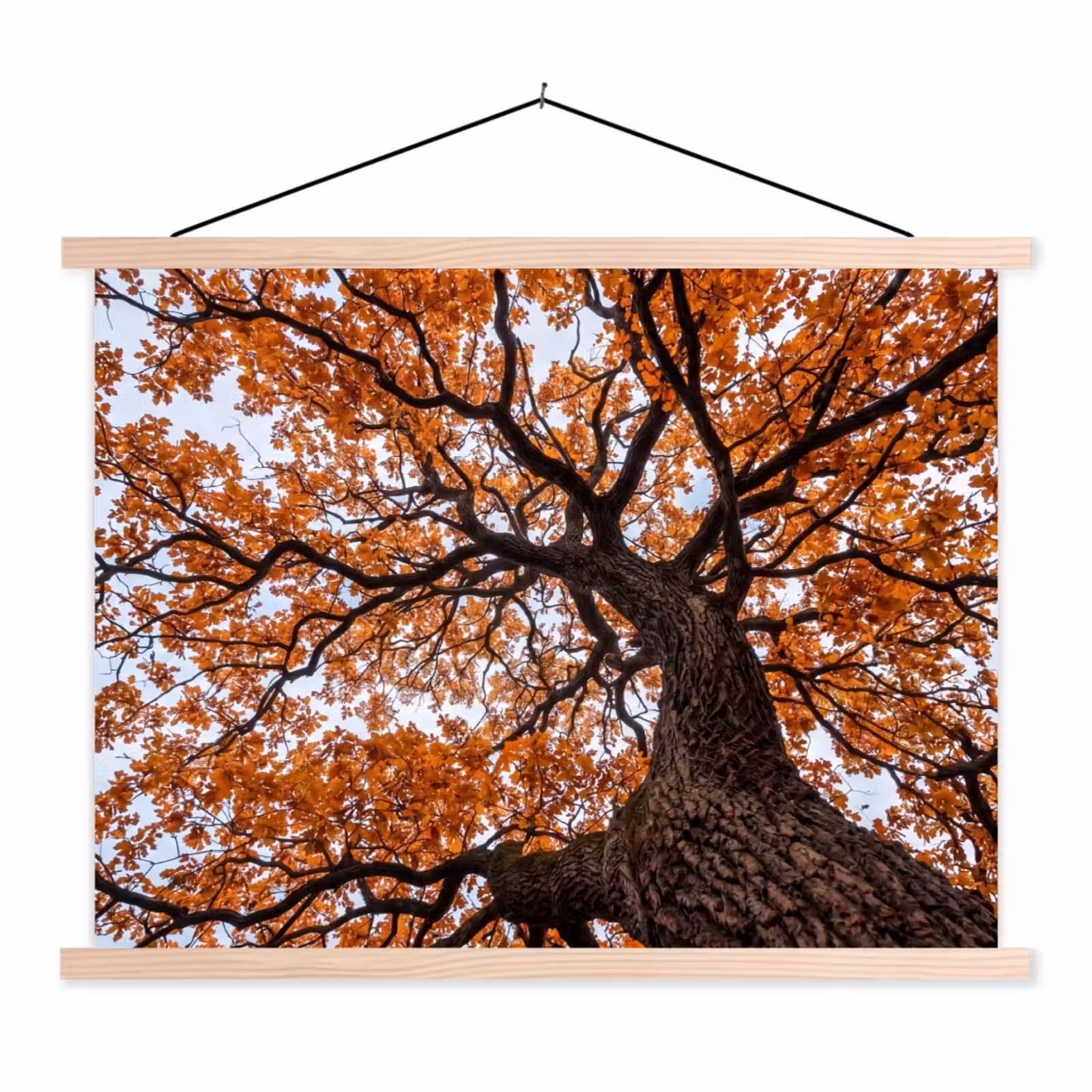 Schoolplaat - Boom - Bladerdak - Herfst - Oranje - Sfeervol — 1