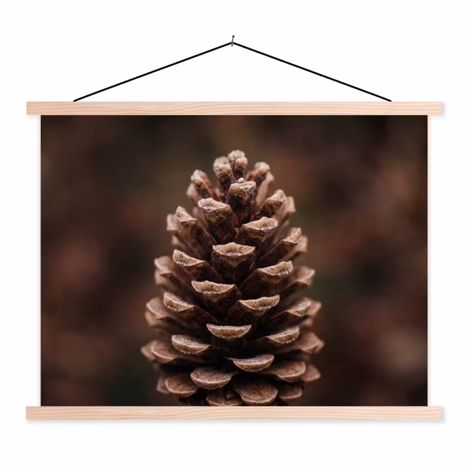 Schoolplaat - Dennenappel - Bos - Herfst - Bruin - Sfeervol — 1