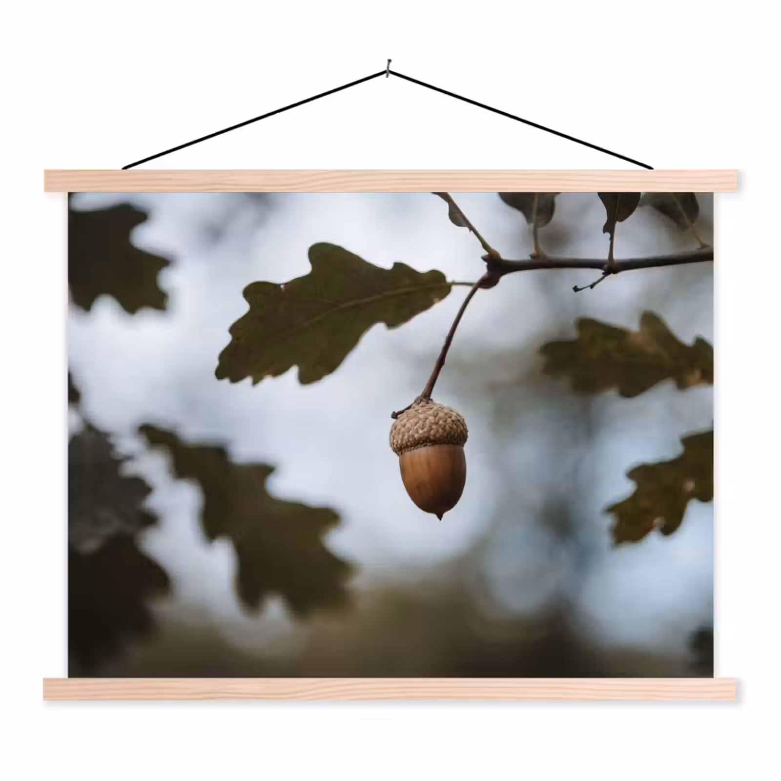 Schoolplaat - Eikel - Eikenblad - Bos - Herfst - Natuur — 1