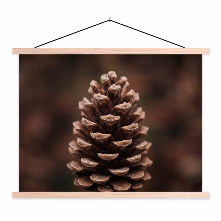 Schoolplaat - Dennenappel - Bos - Herfst - Bruin - Sfeervol — 1