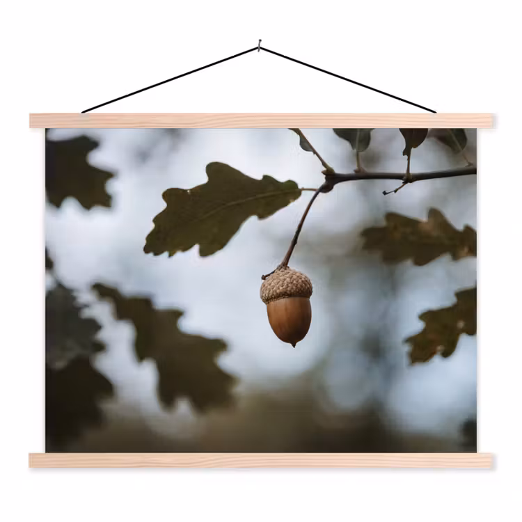 Schoolplaat - Eikel - Eikenblad - Bos - Herfst - Natuur — 1