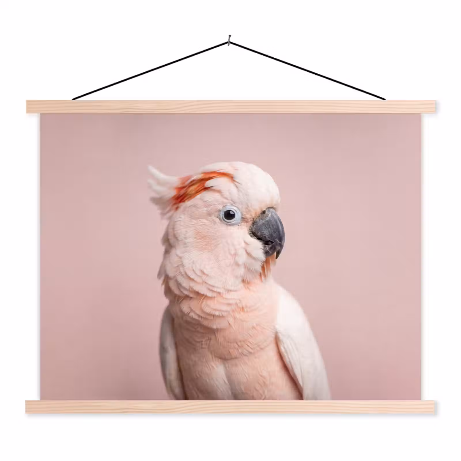 Schoolplaat - Kaketoe - Portret - Roze — 1