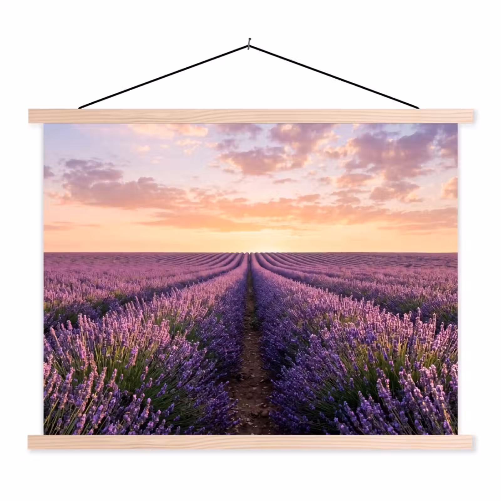 Schoolplaat - Landschap - Lavendelveld - Paars — 1