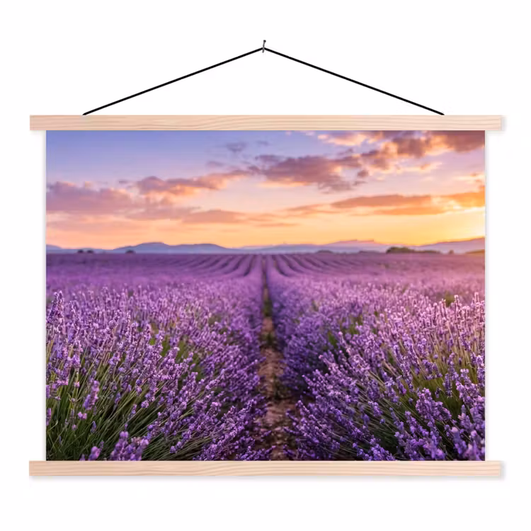 Schoolplaat - Lavendel - Veld - Natuur - Paars — 1