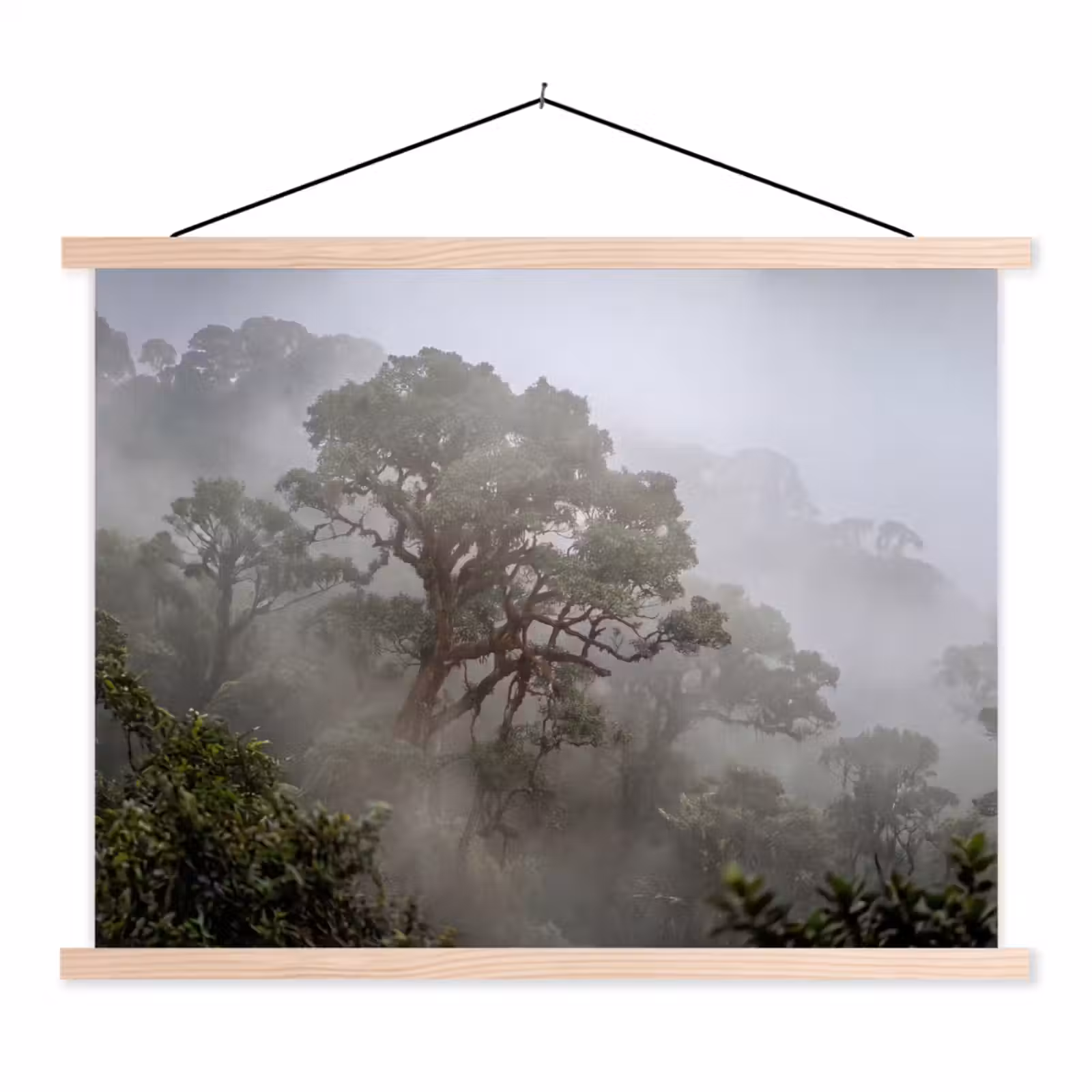 Schoolplaat - Boom - Mistig - Bos - Groen - Natuur — 1
