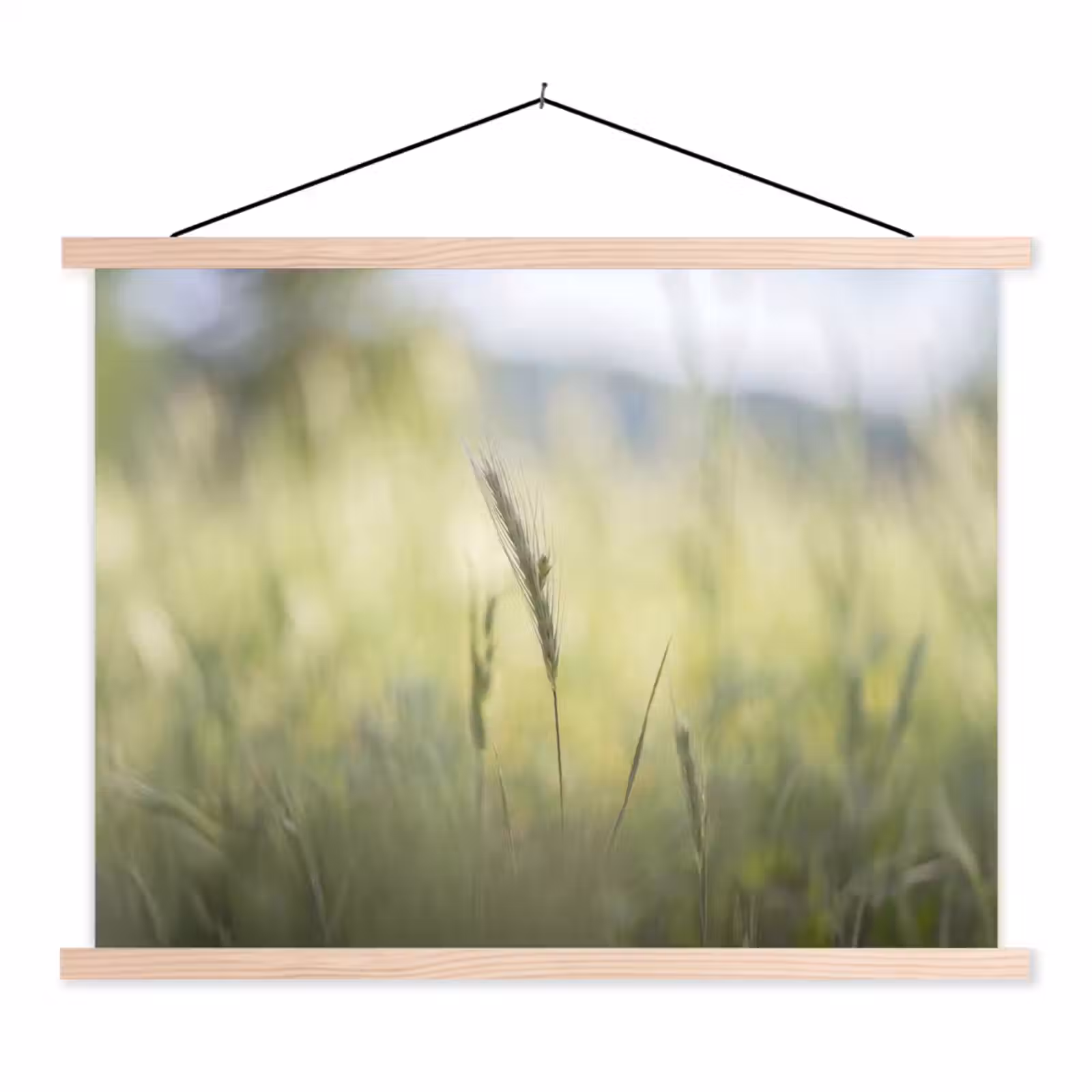 Schoolplaat - Graan - Aar - Natuur - Groen - Detail — 1