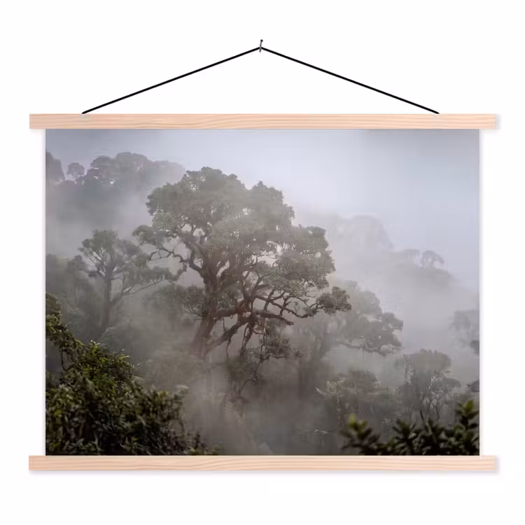 Schoolplaat - Boom - Mistig - Bos - Groen - Natuur — 1