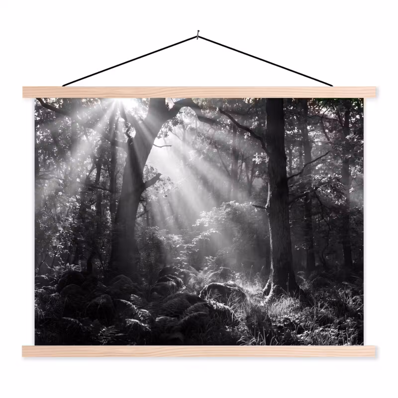 Schoolplaat - Bos - Lichtstralen - Natuur - Zwart-wit — 1
