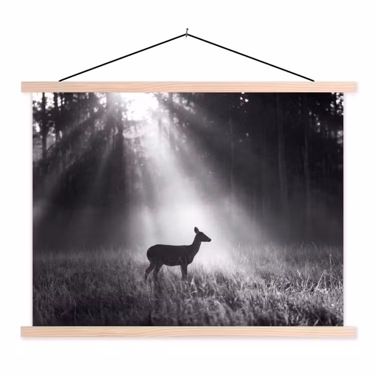 Schoolplaat - Hert - Bos - Zonnestralen - Zwart-wit - Natuur — 1