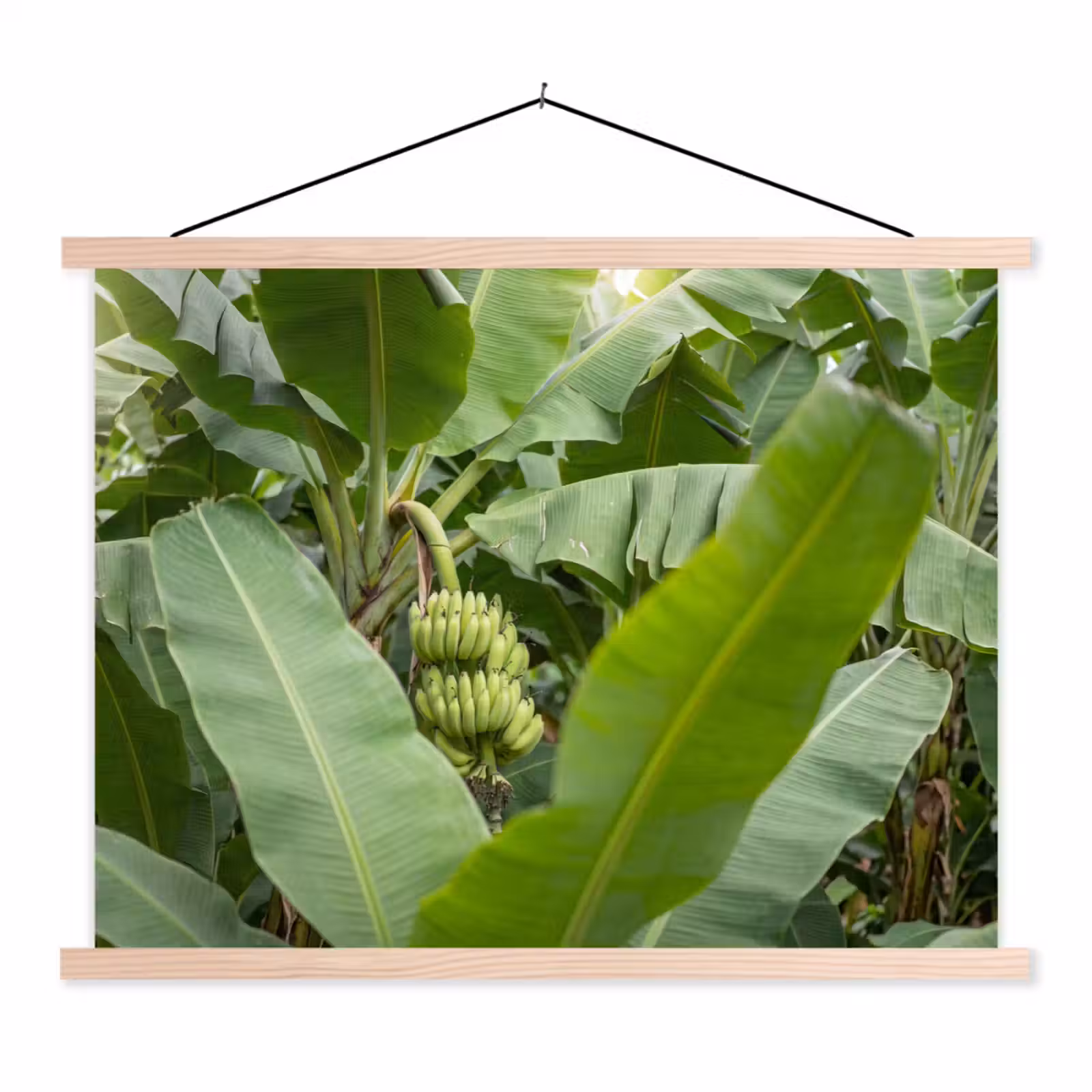 Schoolplaat - Eten - Bananen - Plantage - Groen — 1