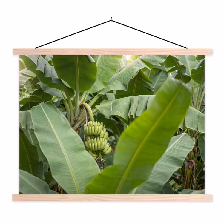 Schoolplaat - Eten - Bananen - Plantage - Groen — 1