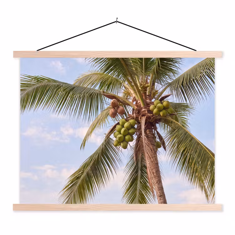 Schoolplaat - Kokosnoot - Boom - Tropisch - Natuur - Groen — 1