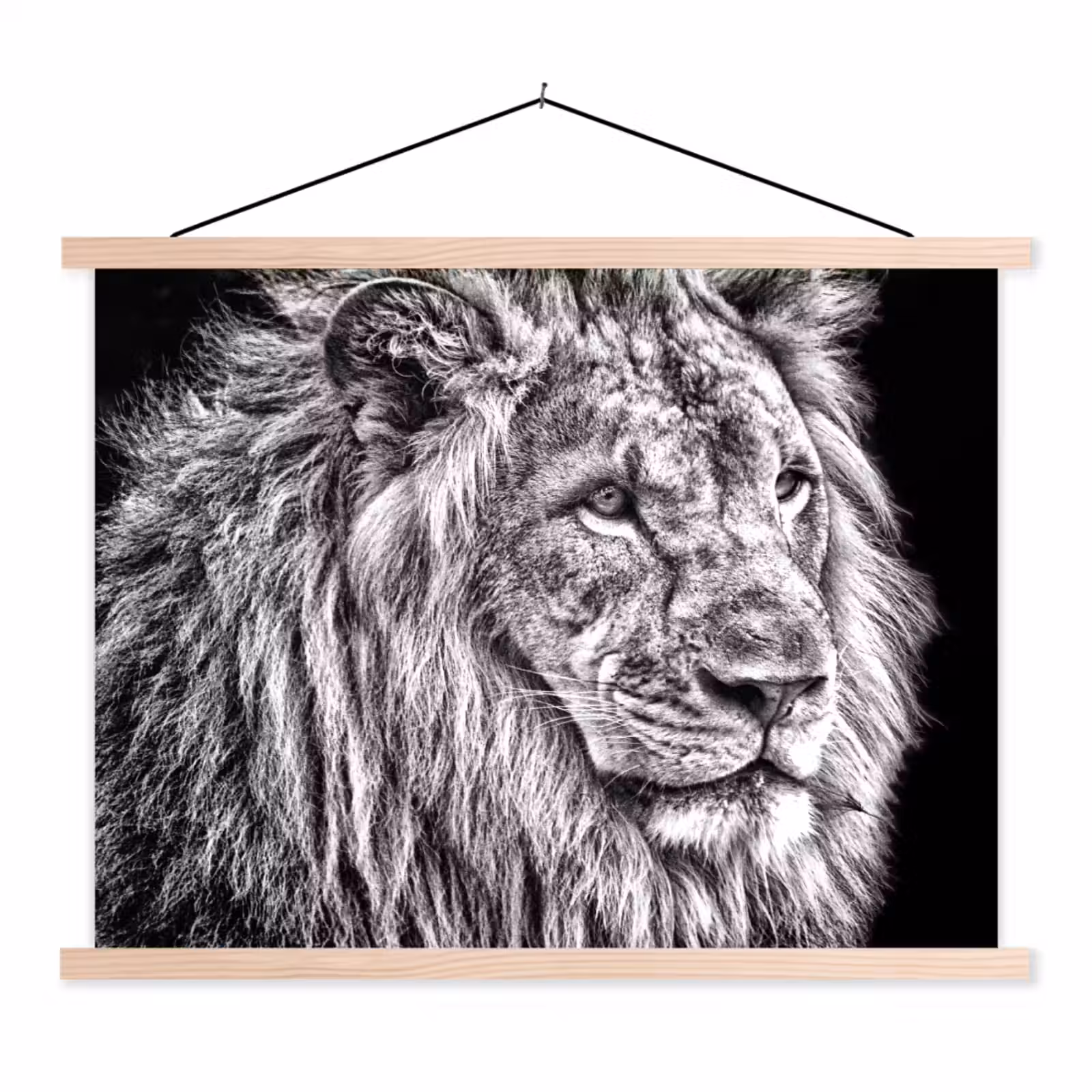 Schoolplaat - Portret - Leeuw - Zwart wit — 1