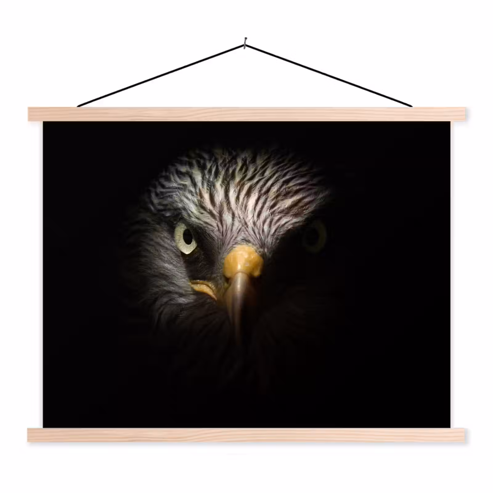 Schoolplaat - Vogel - Adelaar - Roofvogels - Oog - Snavel - Licht — 1