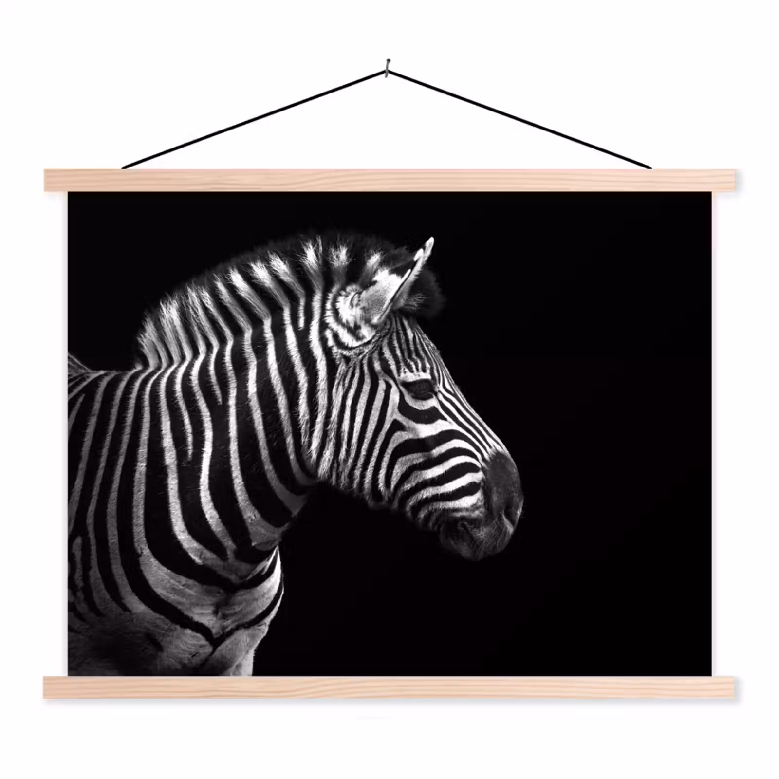 Schoolplaat - Zebra - Zwart - Wit - Portret - Dieren — 1
