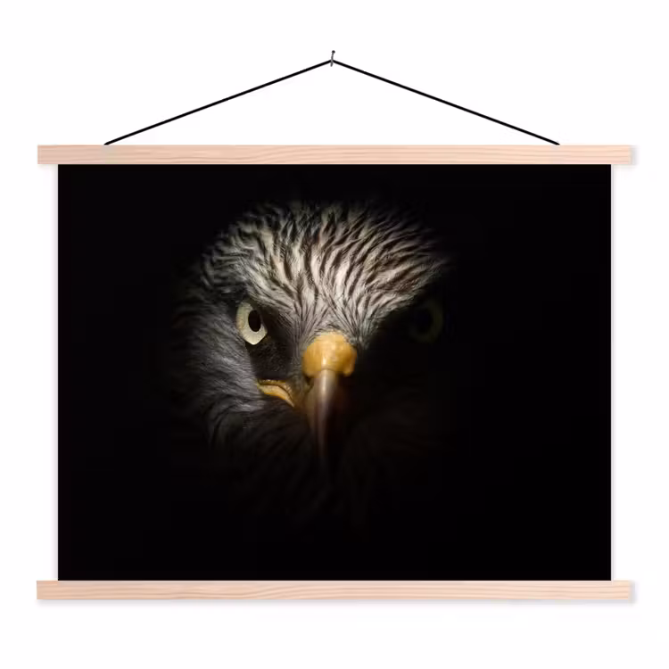 Schoolplaat - Vogel - Adelaar - Roofvogels - Oog - Snavel - Licht — 1