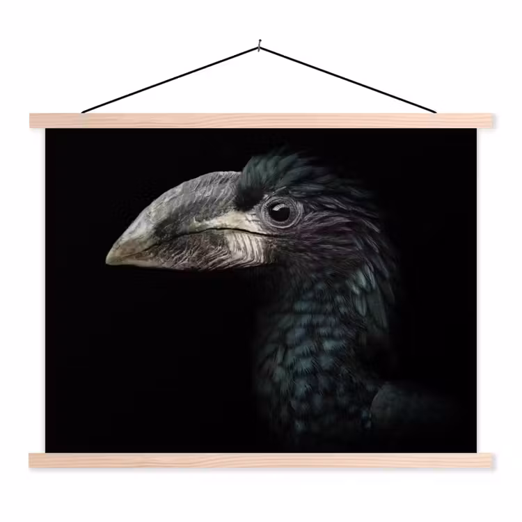 Schoolplaat - Vogel - Portret - Neushoornvogel - Zwart - Dieren — 1