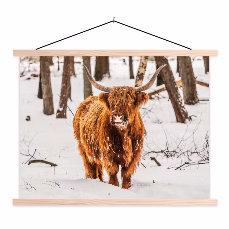 Schoolplaat - Schotse Hooglander - Sneeuw - Winter - Natuur - Dieren — 1