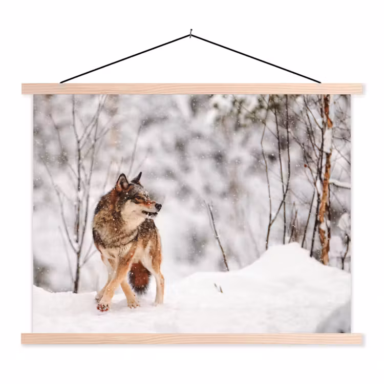Schoolplaat - Wolf - Winter - Sneeuw - Natuur - Dieren — 1
