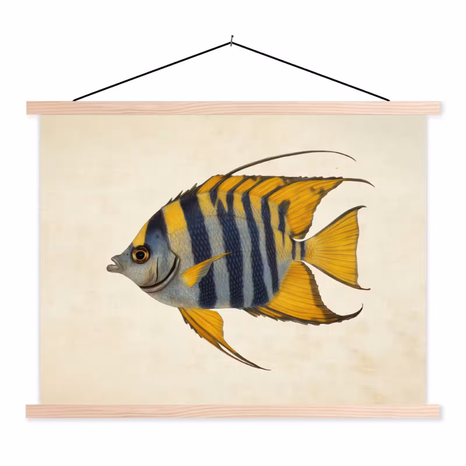 Schoolplaat - Vis - Sierlijk - Vinnen - Illustratie — 1