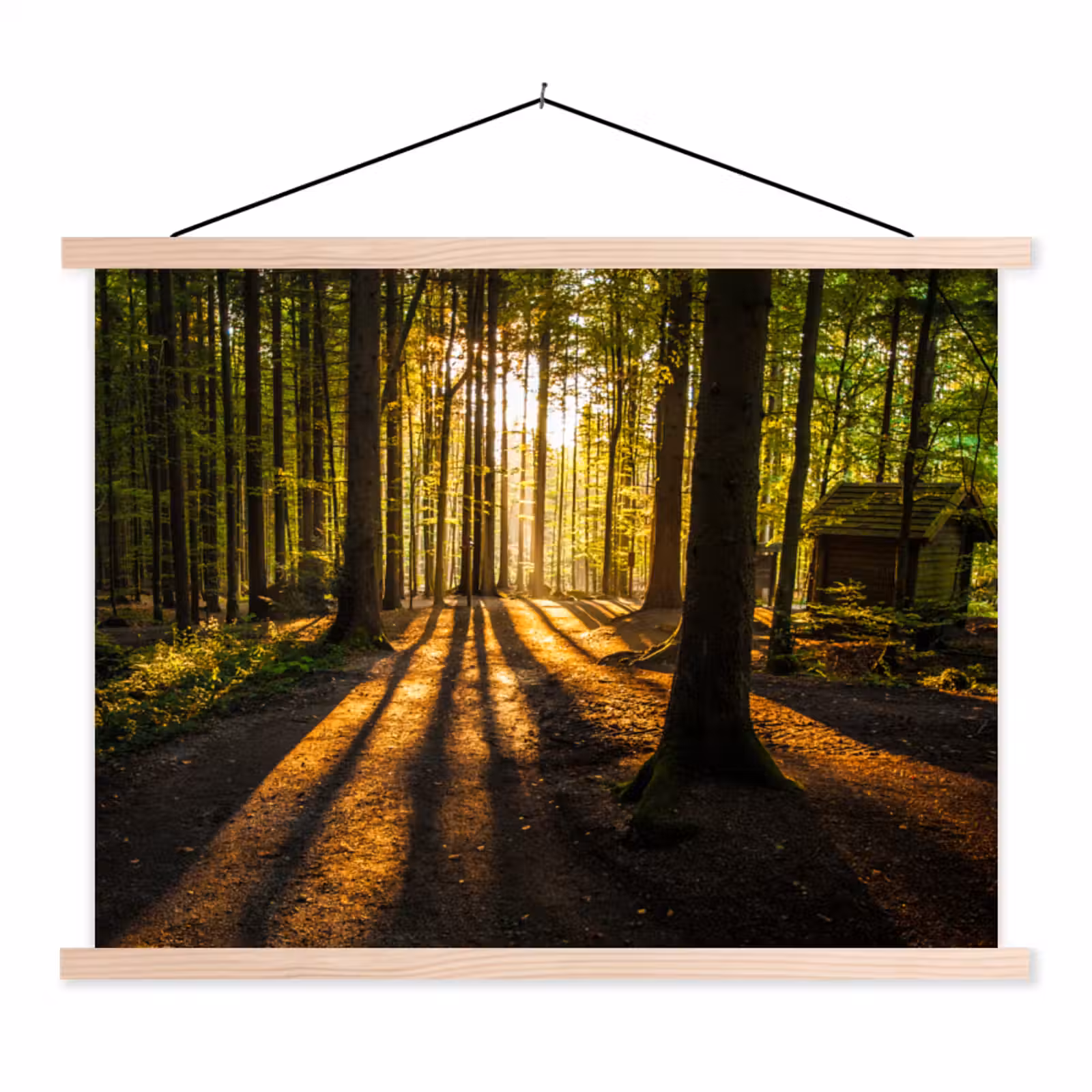 Schoolplaat - Zon - Bomen - Bos - Landschap - Natuur — 1