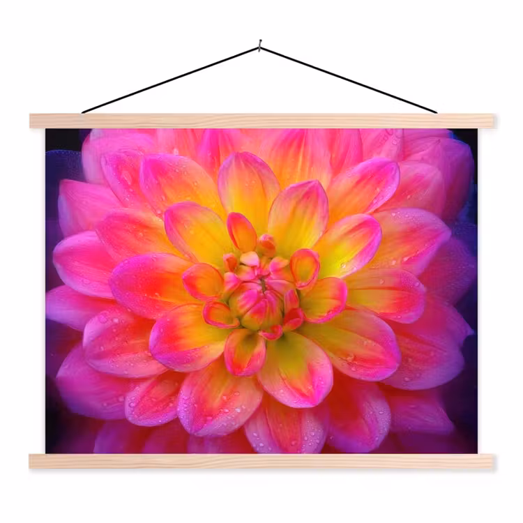 Schoolplaat - Roze - Dahlia - Kleurrijk — 1